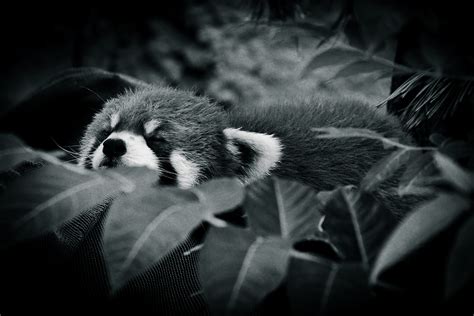 Red Panda Black And White By Thedirtyknapkin On Deviantart
