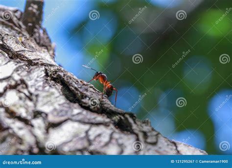 Ant On Tree Trunk Stock Image Image Of Nature Small 121295267