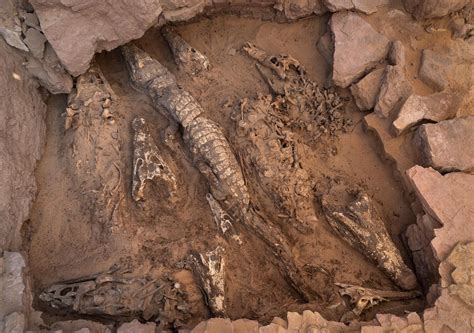 Archaeologists Unearth 10 Mummified Crocodiles In Egypt