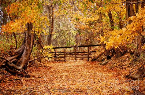 Magical Autumn Photograph By Cheryl Davis