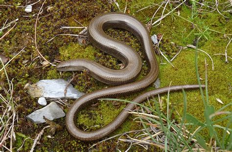 Blindschleiche — blindschleiche , bruch oder glasschlange ( anguis fragĭlis l.), zu den kurzzünglern gehörige schlangenähnliche eidechsenart , harmlos , lebt von regenwürmern … Die Blindschleiche (Anguis fragilis) - waldwissen.net