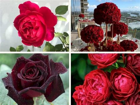 101 Hình ảnh Hoa Hồng Nhung đỏ đẹp Nhất Tải Miễn Phí