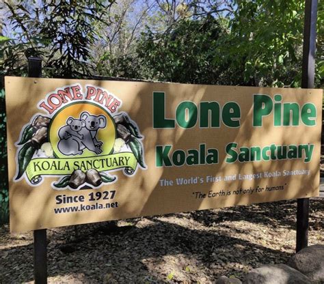 Tourist Attraction Expansion Lone Pine Koala Sanctuary Fig Tree