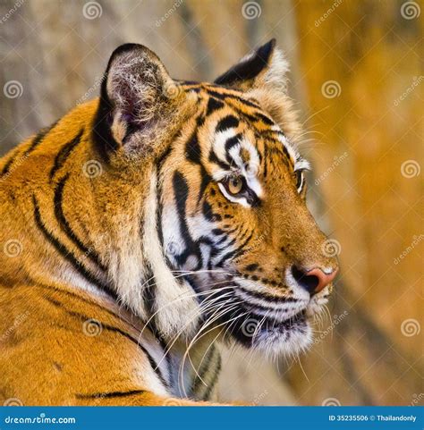 Portrait Of Amur Tigers Stock Photo Image Of Beautiful 35235506