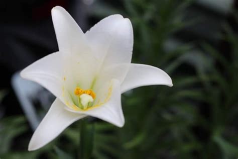 Gambar Bunga Bakung Putih Gambar Bagian Tumbuhan