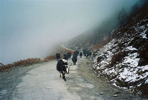 http://www.almrsal.com/wp-content/uploads/2013/10/800px-Wild_Yaks.jpg