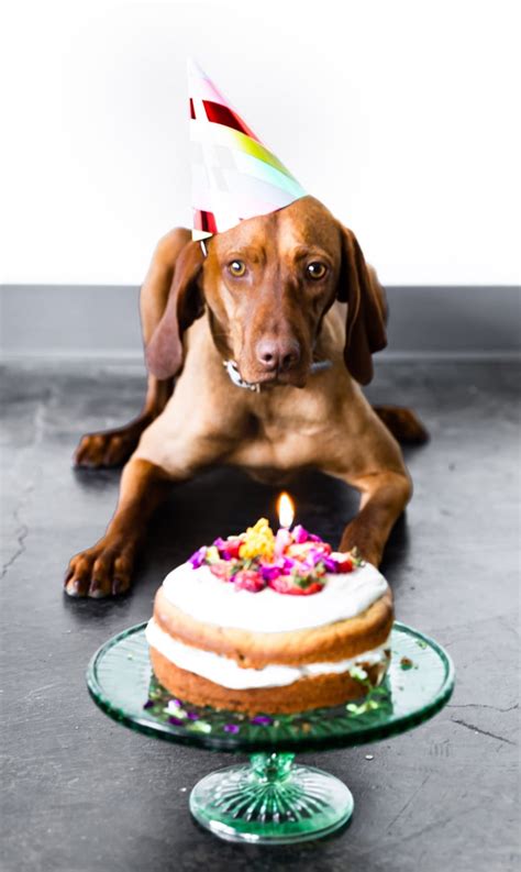 In a large bowl, whisk the eggs, oil, apple sauce, peanut butter, carrot, and honey until smooth. Grain-Free Fruit Cake For Dogs | Birthday Cake Recipes and ...