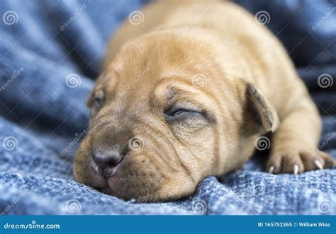 Tiny Baby Newborn Shar Pei Puppy Dog Sleeping Stock Image Image Of