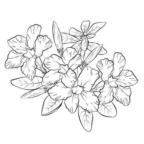 Premium Vector Hand Drawn Line Art Frangipani Flower Bouquet Decoration