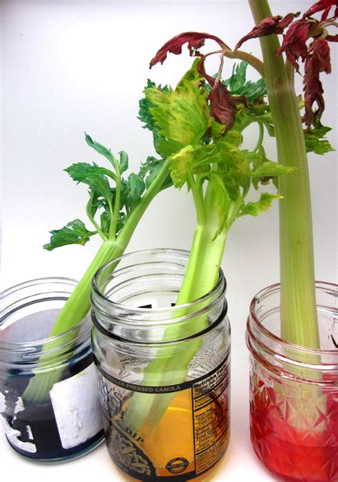 For capillary action to work, the adhesion force between the water and plant tissues must be stronger than the cohesion between water molecules. Mama's Little Muse: Colorful Celery: Kitchen science; AND ...