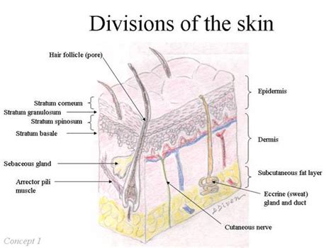 Anatomy Of The Skin