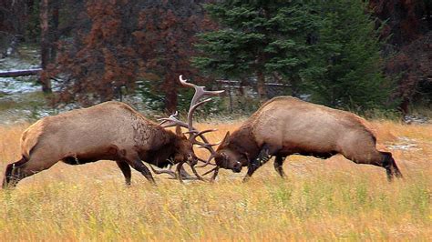 Largest Bull Meets His Match During The Elk Rut Youtube