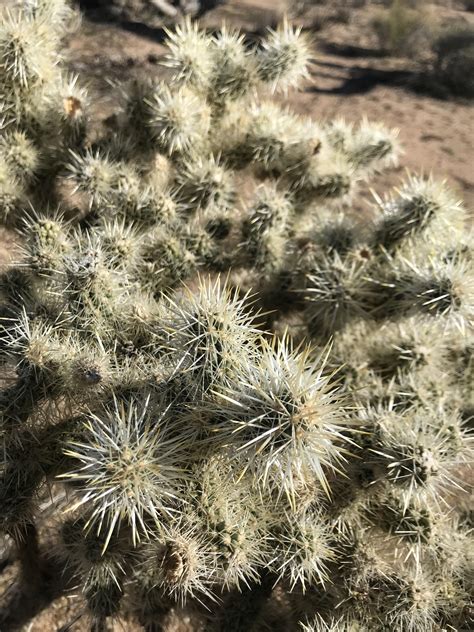 Cholla Cactus In Joshua Tree National Park Rnatureismetal