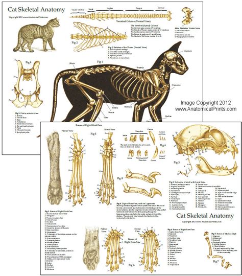 Skeletal Anatomy Of The Domestic Cat Chart