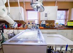 Pet Care Reinvented Contact Vca Animal Hospital With Ease