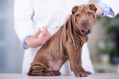 Registrace seniorů nad 80 let na očkování začala s vážnými problémy. Očkování a odčervování šťeňat. Kdy začít? | RadaVeterináře.cz