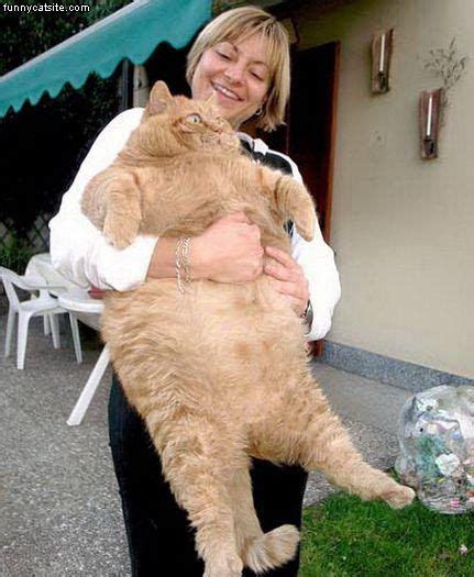 Funny Super Fat Cat Funny Animal