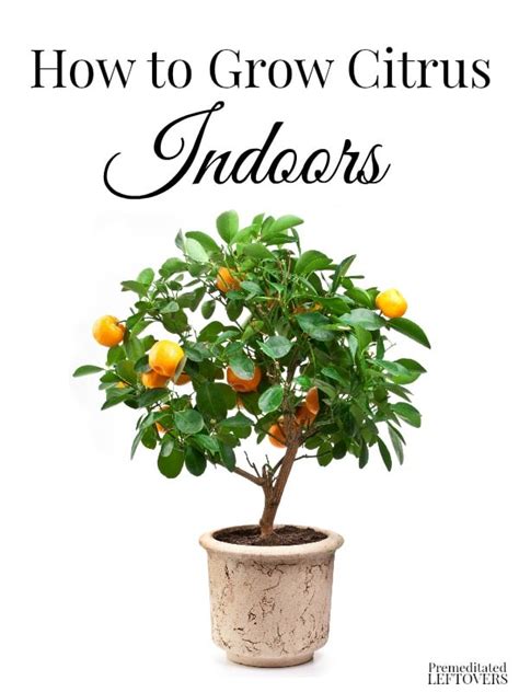 How To Grow Citrus Indoors