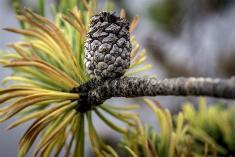 Pine Cone On A Dying Tree In Nature Stock Image Image Of Mountains