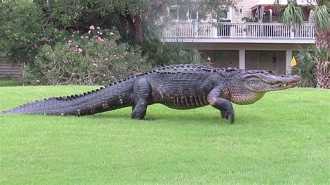 Watch Massive 12 Foot Alligator Walks Across Golf Course In Sc Fox Sports