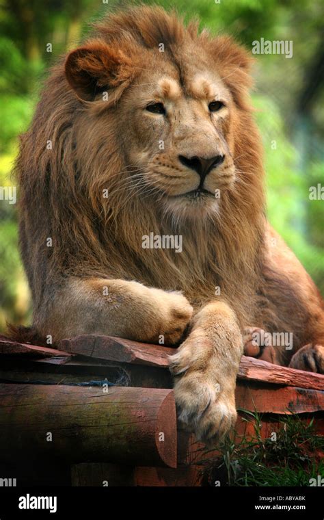 Portrait Of A Male Lion Adult Fully Grown With Mane Lying Down Relaxing