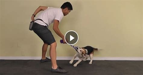 Playing Tug Of War Is A Wonderful Way For A Dog And Their Owner To Bond
