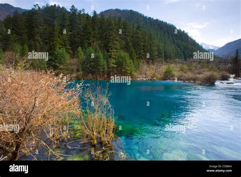 Jiuzhaigou China Asia National Park Spring Lake Azure Color Wood