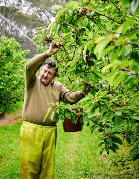 Wine Food Farmgate Trail Cherry Picking At Red Hill Cherry Farm Vic