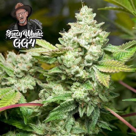 Original Glue Gg4 S1 Aka Gorilla Glue 4 Bud Buddies Cannabis Seeds