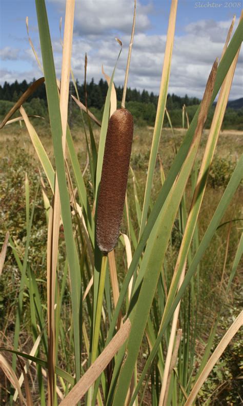Broad Leaf Cat Tail Common Cattail Common Cat Tail Typha Latifolia