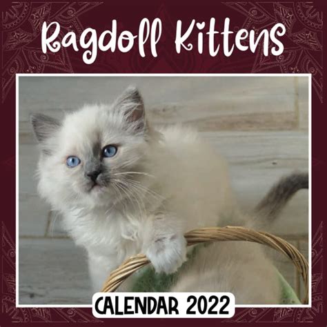 Buy Ragdoll Kittens 2022 Ragdoll Kittens Mini 2022 2023 Ragdoll