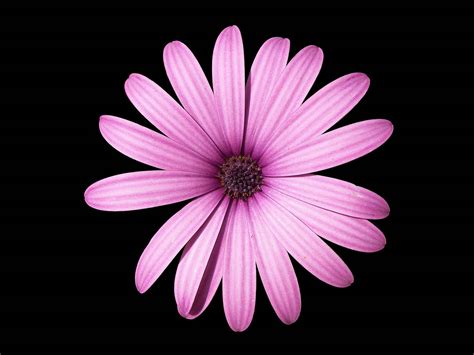 Black And Pink Flower Wallpapers Top Free Black And Pink Flower