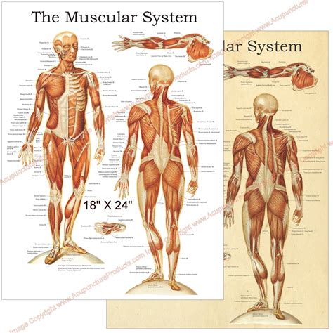 The Human Muscular System Anatomy Poster 18 X 24 Etsy UK
