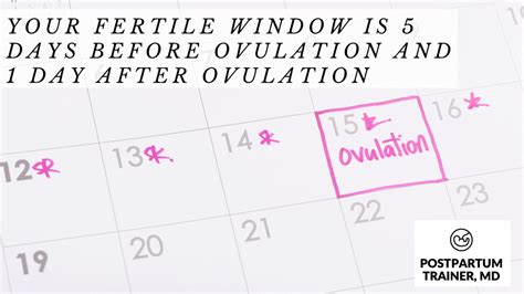 Peak Ovulation Day How To Maximize Your Fertility Postpartum Trainer Md