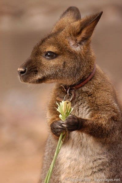 Baby Kangaroo This Is Def An A Cute Animals Cute Baby Animals