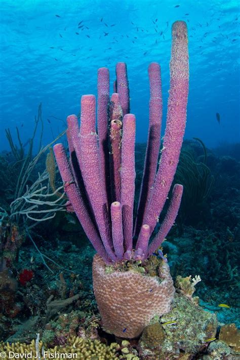 David J Fishman Beautiful Sea Creatures Sea Plants Underwater Plants