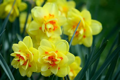 Yellow Daffodil Flowers Gcv Daffodil Day Garden Club Of Virginia