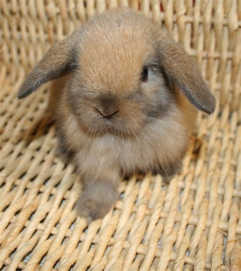 Holland Lop Rabbits Babies For Sale Usa Rabbit Breeders