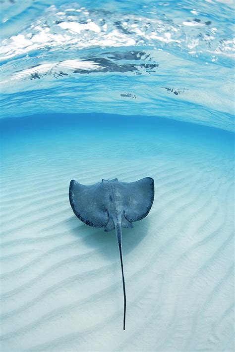 Southern Sting Ray At Stingray City Photograph By Justin Lewis Fine