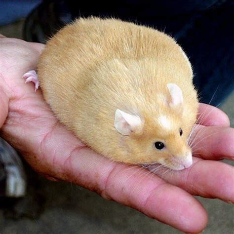 Fat Plumpy Delicious Hamster Rnormmacdonald