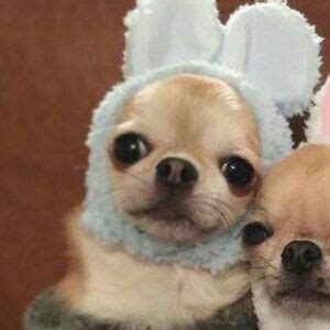 Aesthetic cute cat matching pfp. Iconos, goals perrones👌 in 2020 | Cat icon, Cute icons ...