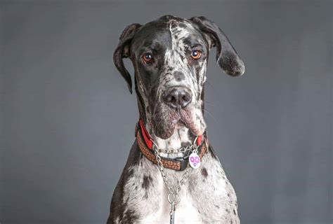 Great Dane Growth Chart (with Pictures) | PawLeaks