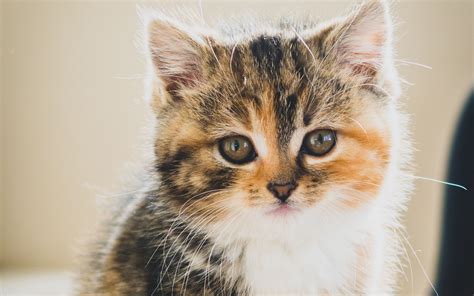 Download Wallpaper 3840x2400 Kitten Cat Cute Pet 4k Ultra Hd 1610 Hd Background