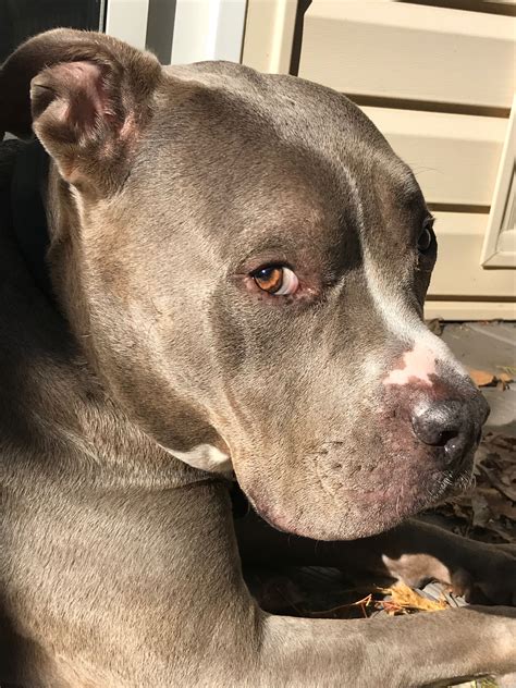 Taison ist ein labrador retriever dessen besitzer und züchter ist. Tyson 💙 (With images) | Bully dog, Dog eyes, Cute dogs