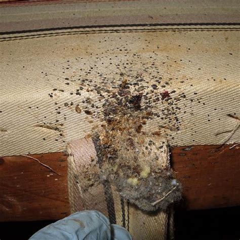Bed Bugs In Furniture Buffalony Cheektowagany Kenmoreny