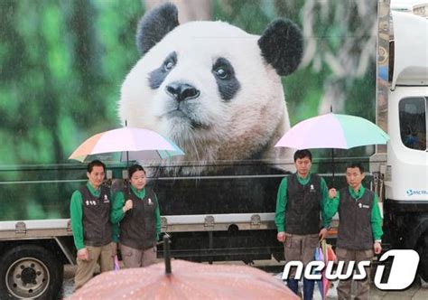 중국으로 간 용인 푸씨 푸바오 12일 공개된다 뉴스1