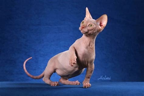 5 Of The Weirdest And Ugliest Cat Breeds From Around The World