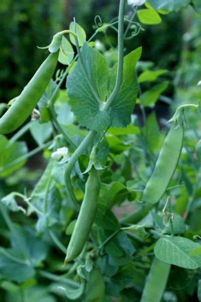 How To Grow Sugar Snap Peas And Snow Peas The Perfect