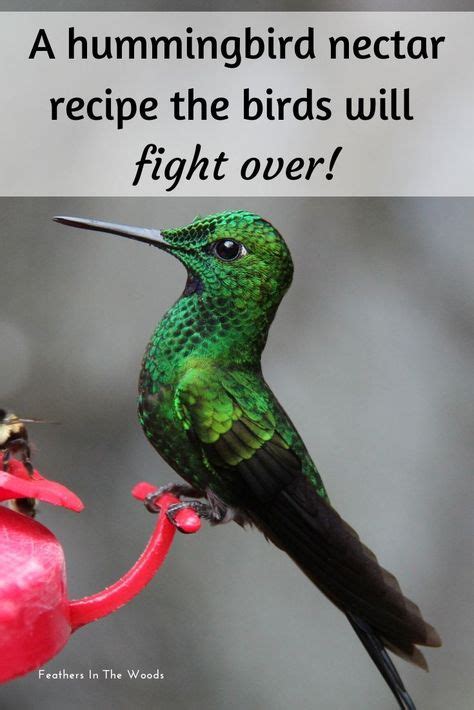 14 Best Recipe For Hummingbird Nectar Ideas Humming Bird Feeders