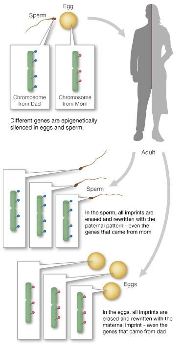 Genomic Imprinting